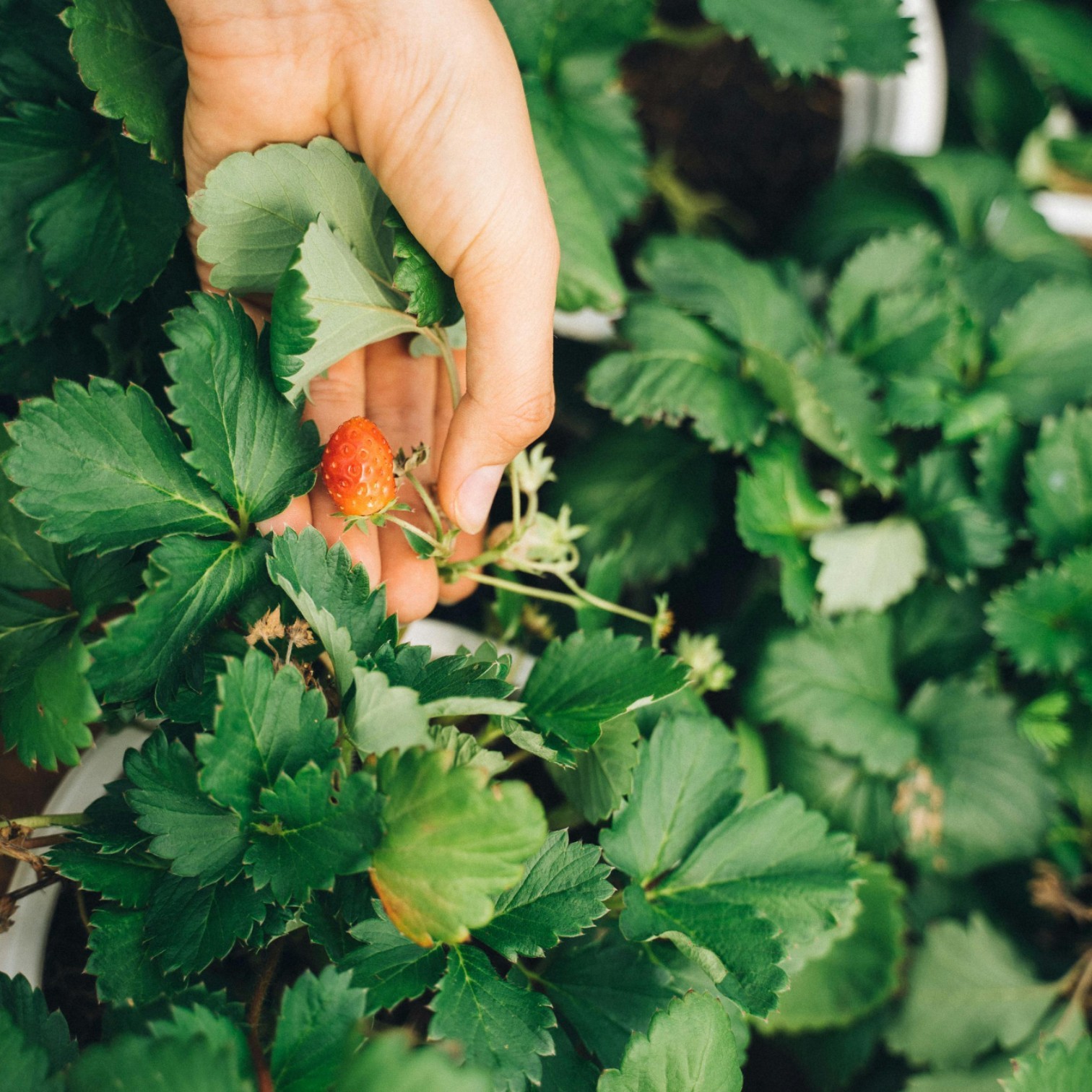 Strawberry(Fragaria ananassa) Live Plant for Home and Office Garden | Strawberry Fruit Plant |